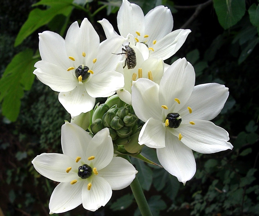 Melomphis arabica / Latte di gallina d''Arabia